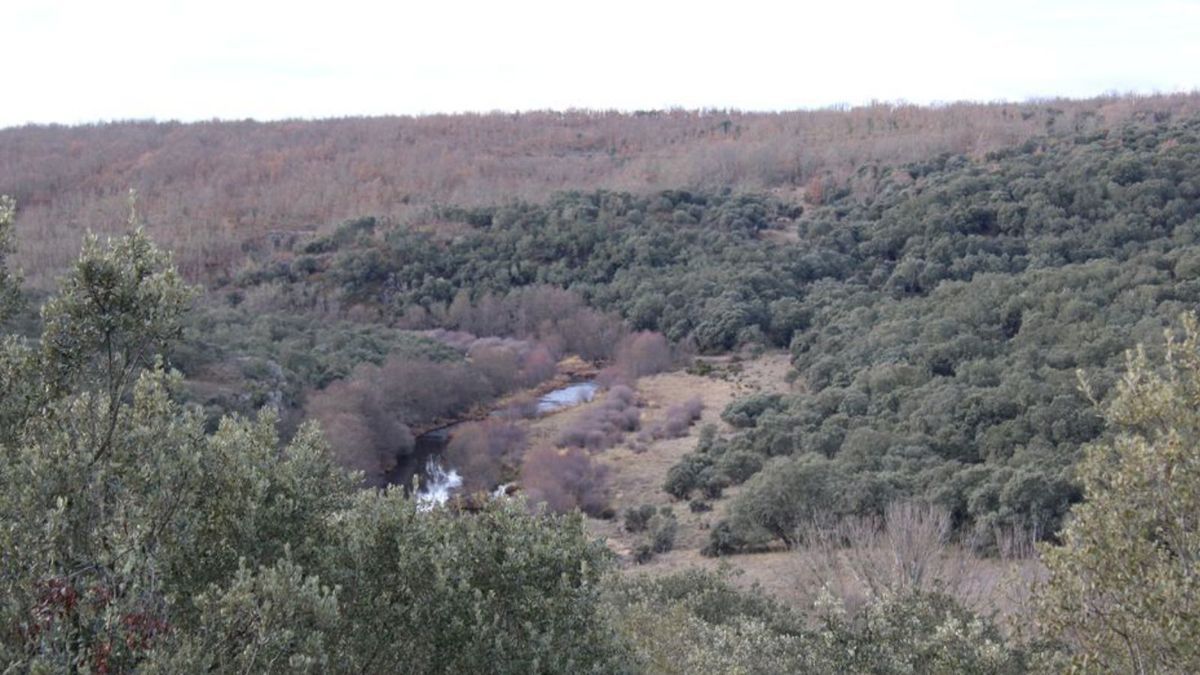 GALERÍA | Así era la plantación "paramilitar" de marihuana hallada en Peque por los cazadores