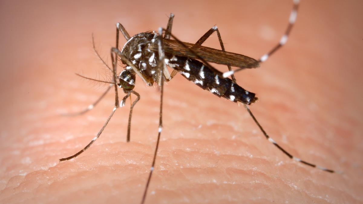 El mosquito tigre tiene una longitud de entre unos 5 y 10 mm