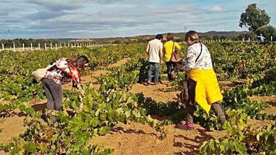 Viñedos de Riofrío de Aliste.