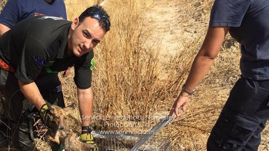 Rescatan a un cachorro de zorro