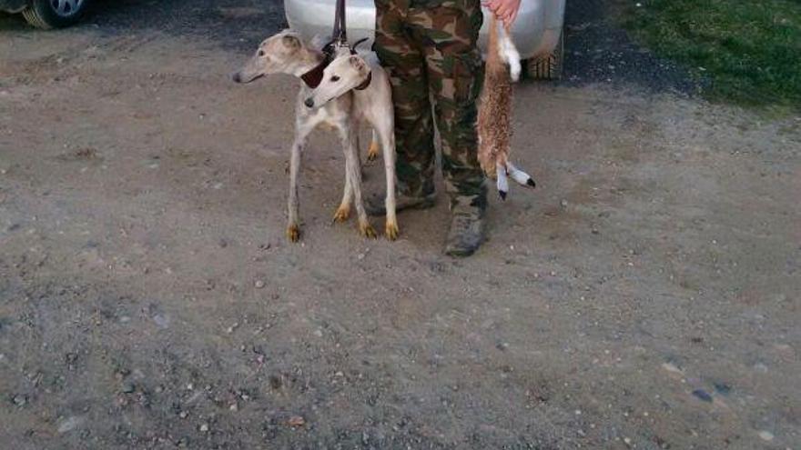 A la derecha, hembra de galgo robada anoche en Moraleja del Vino.