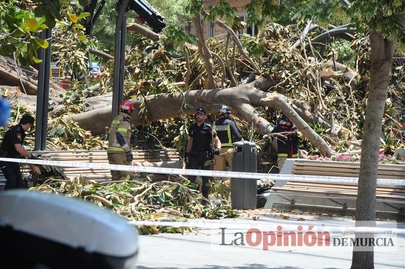 Cae parte del ficus de Santo Domingo en Murcia