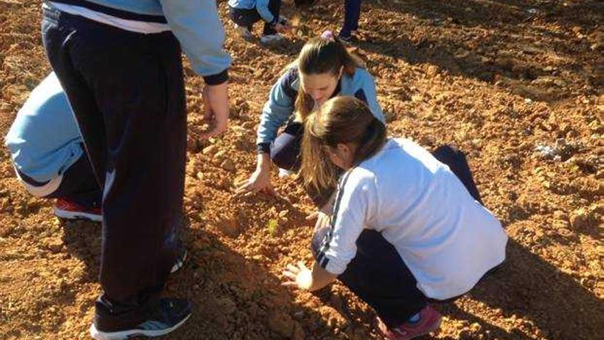 Los alumnos de la Pobla plantan 800 ejemplares en el Día del Árbol