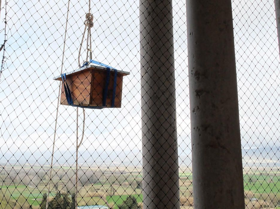 Reintroducció del xoriguer petit a Castelló d''Empú