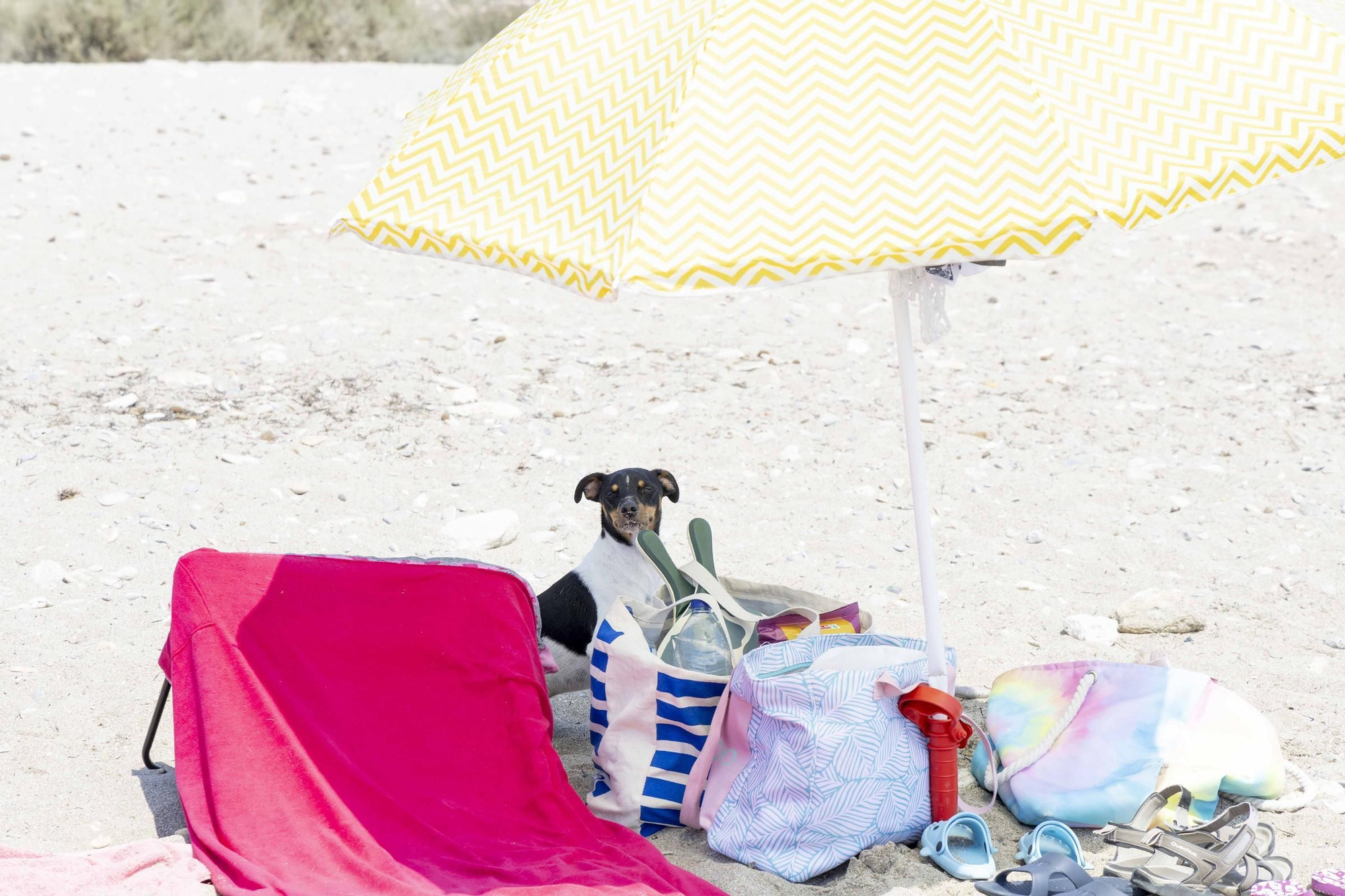 La playa canina de Agua Amarga de Alicante se queda sin servicios para perros