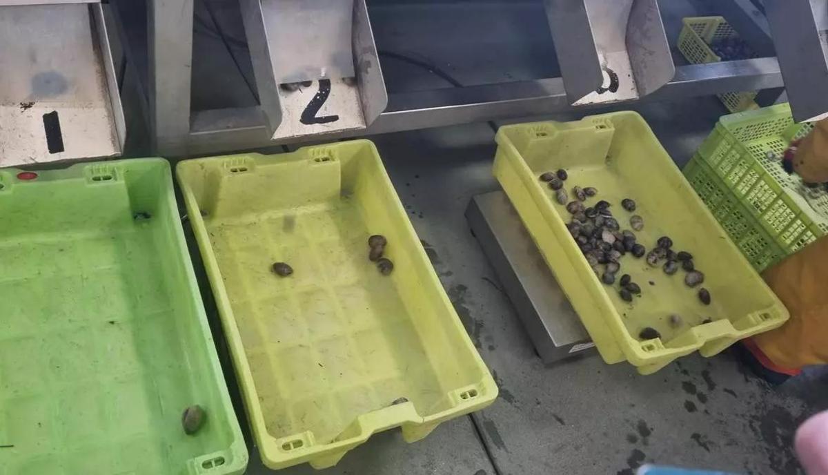 Imaxe de arquivo das capturas dunha embarcación nos Lombos do Ulla nunha xornada en outubro de 2024.