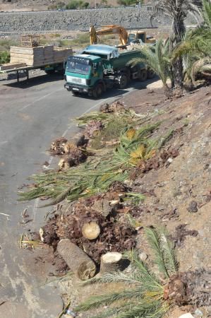 16-08-2018 LAS PALMAS DE GRAN CANARIA. Palmeras taladas en la obra de la rotonda de El Veril. Fotógrafo: ANDRES CRUZ  | 16/08/2018 | Fotógrafo: Andrés Cruz