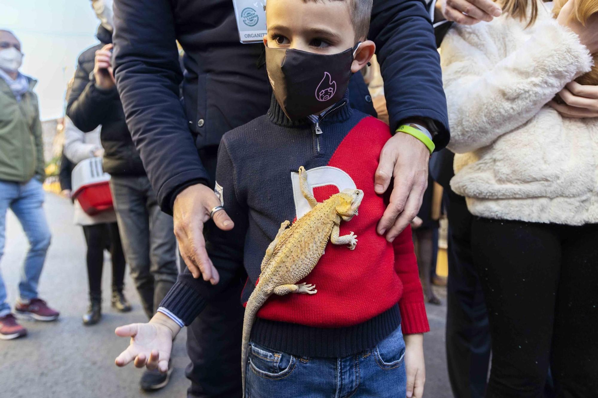 Búscate en la bendición de animales de Sant Antoni