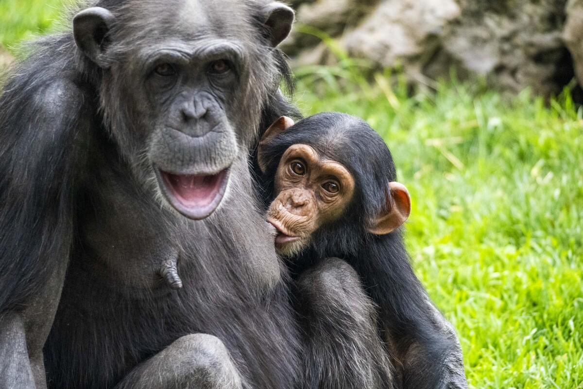 Chimpancés en la selva ecuatorial de BIOPARC Valencia
