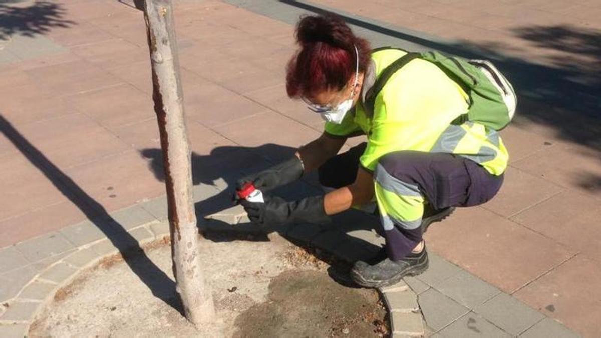 Una agent cívica fent una recollida d'excrements a Súria, el 2017, per al cens d'ADN