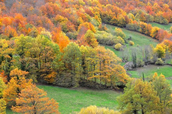 Asturias, otoño, bosque atlántico, ecosistema mes