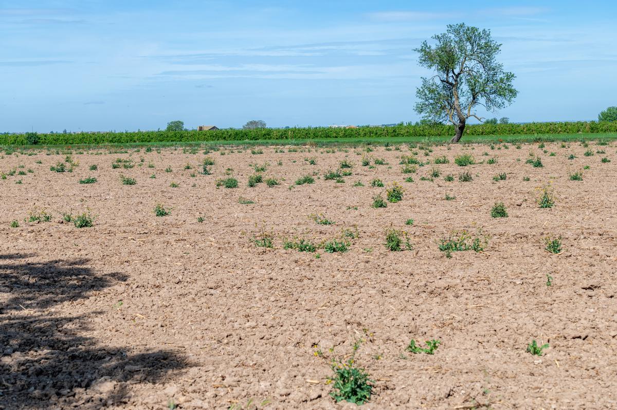 La campaña de riego del Canal d'Urgell se cierra por la falta de agua