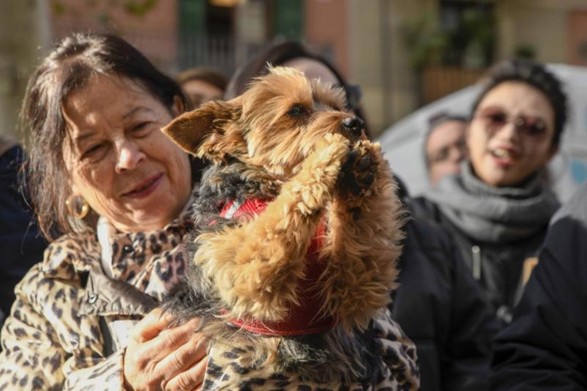 Bendición de animales en Els tres tombs