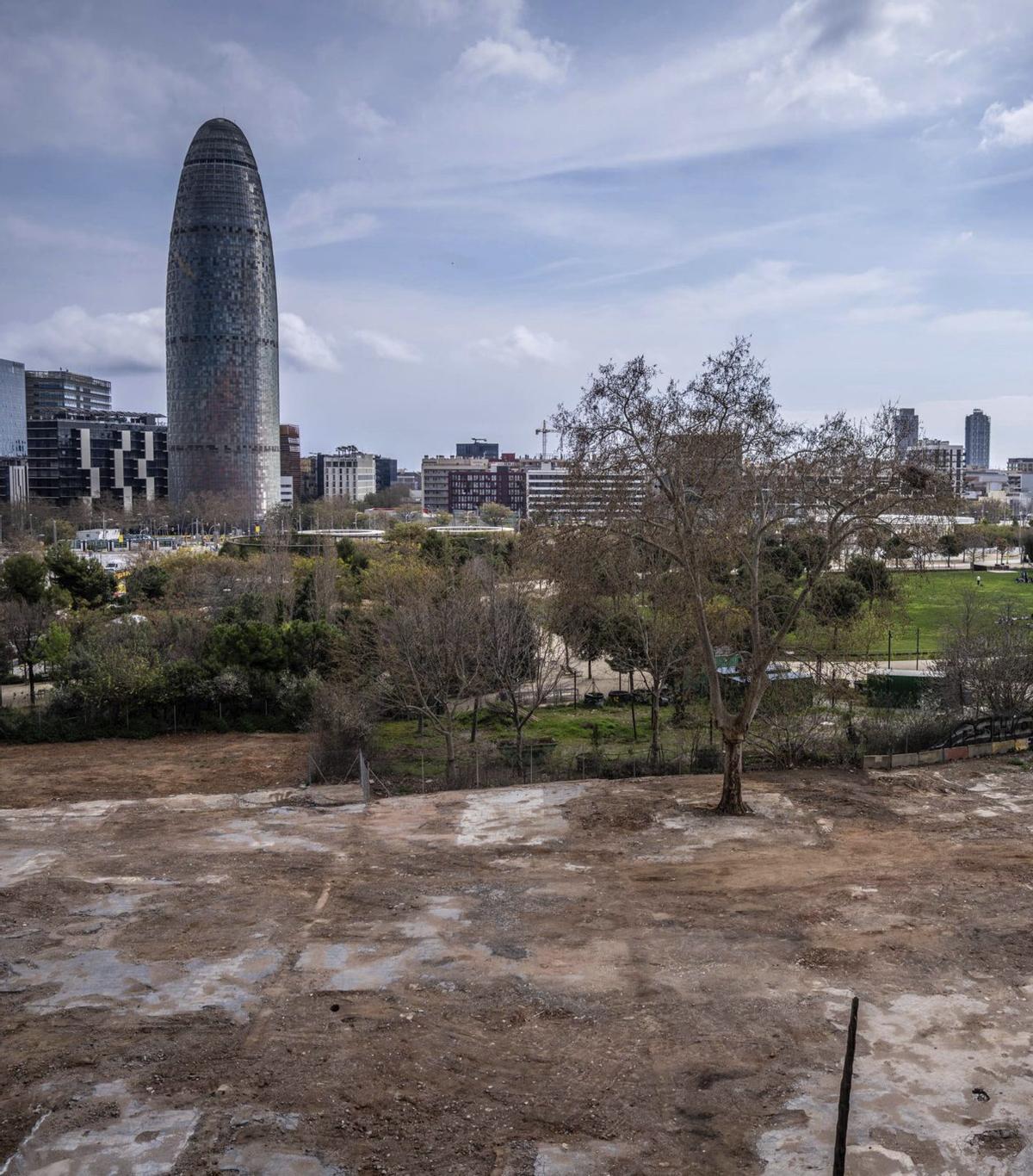 Un plàtan molt vell al Balcó de Glòries