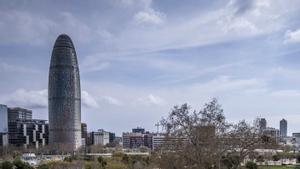 Un plàtan molt vell al Balcó de Glòries