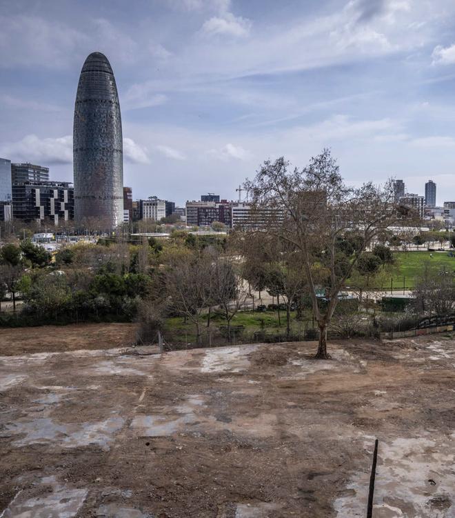 Un plàtan molt vell al Balcó de Glòries