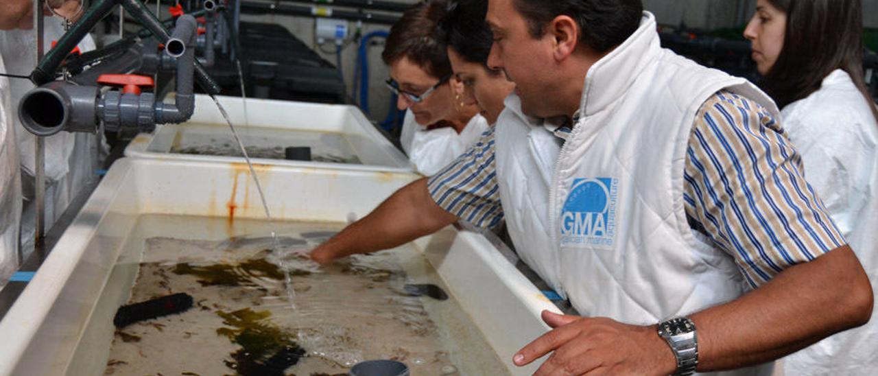 Una de las zonas de cría de abalón de la planta de GMA en Muros. // FDV