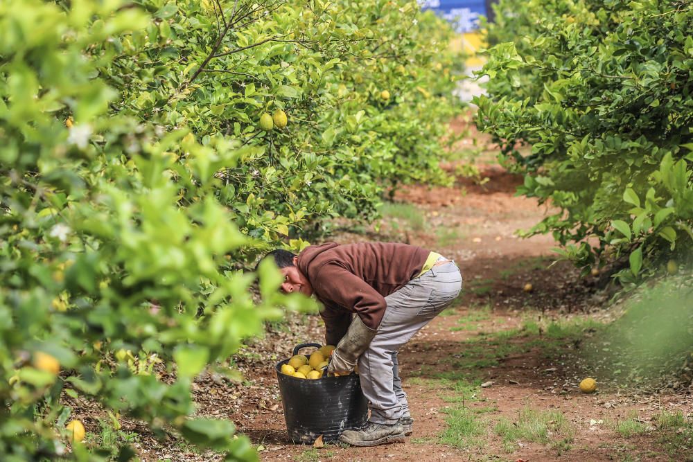 Subsaharianos, sudamericanos y magrebíes afincados en la Vega Baja desde hace tres décadas garantizan la recogida de cosechas de cítricos. Un trabajo que los españoles no han querido asumir.