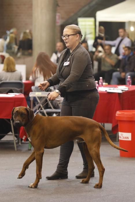 XXI Exposició Internacional Canina