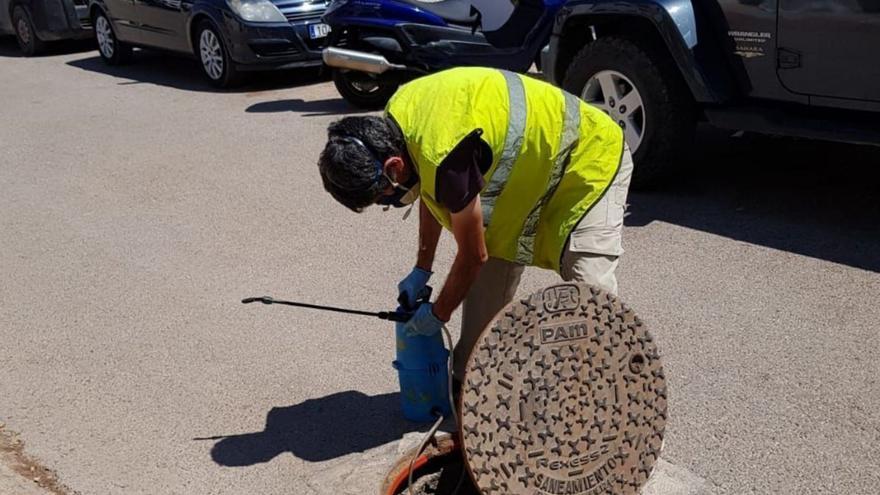 Santa Eulària refuerza la fumigación contra ratas y cucarachas