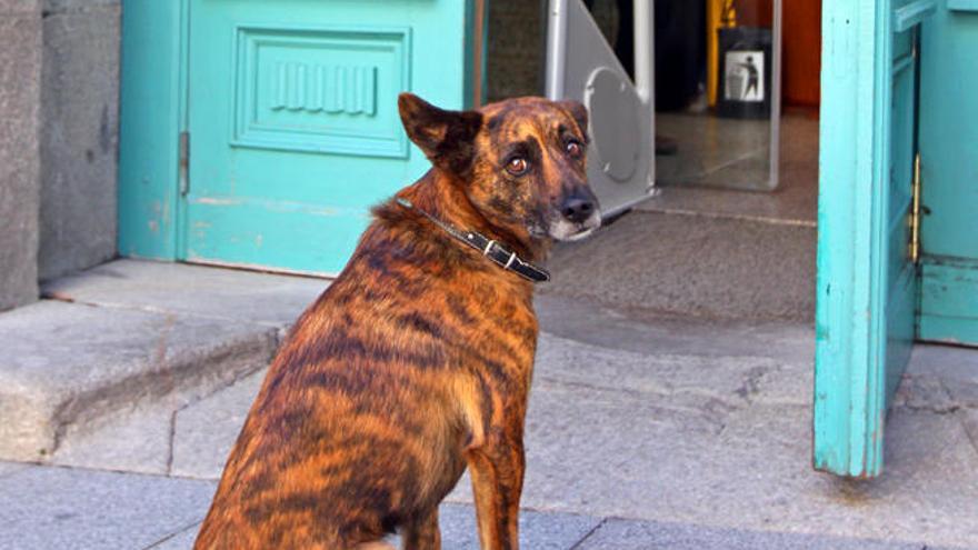 Tu perro ya no tiene que esperar fuera  de las tiendas // Marta G. Brea