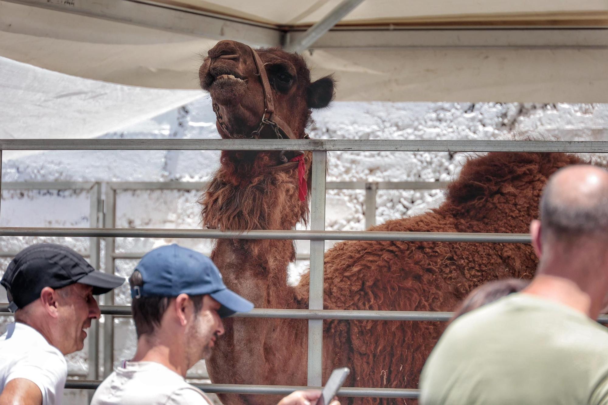 Diferentes actos para celebrar el Día de Canarias en Santa Cruz