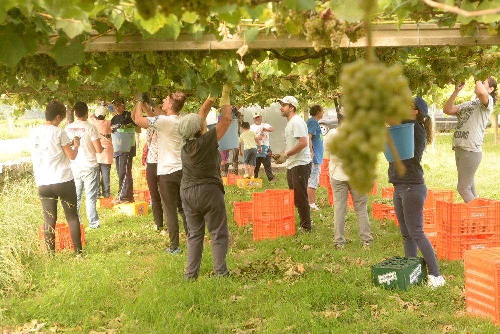 Arranca la vendimia en Pazo Baión