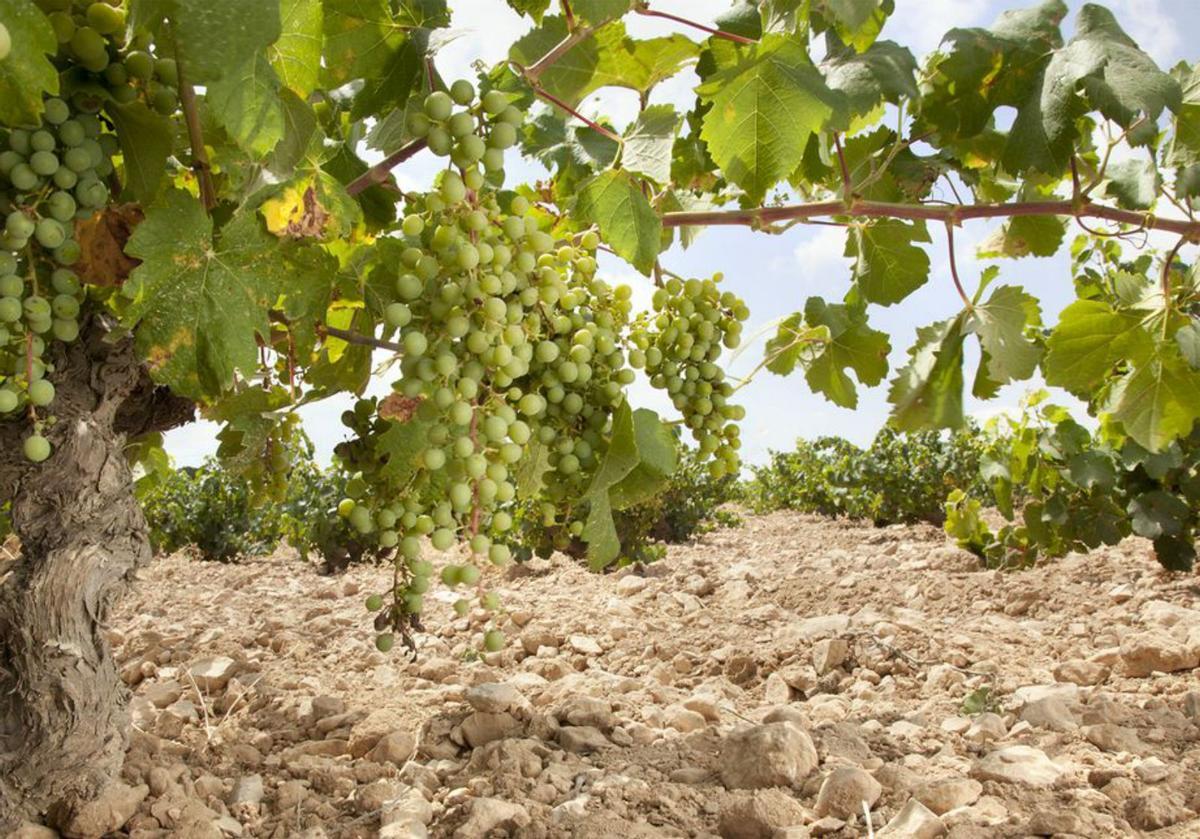 Enoturismo por las diferentes bodegas de Villena