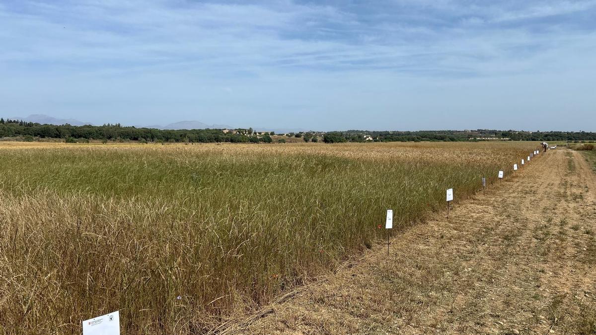Un campo experimental de cereales en Maria de la Salut