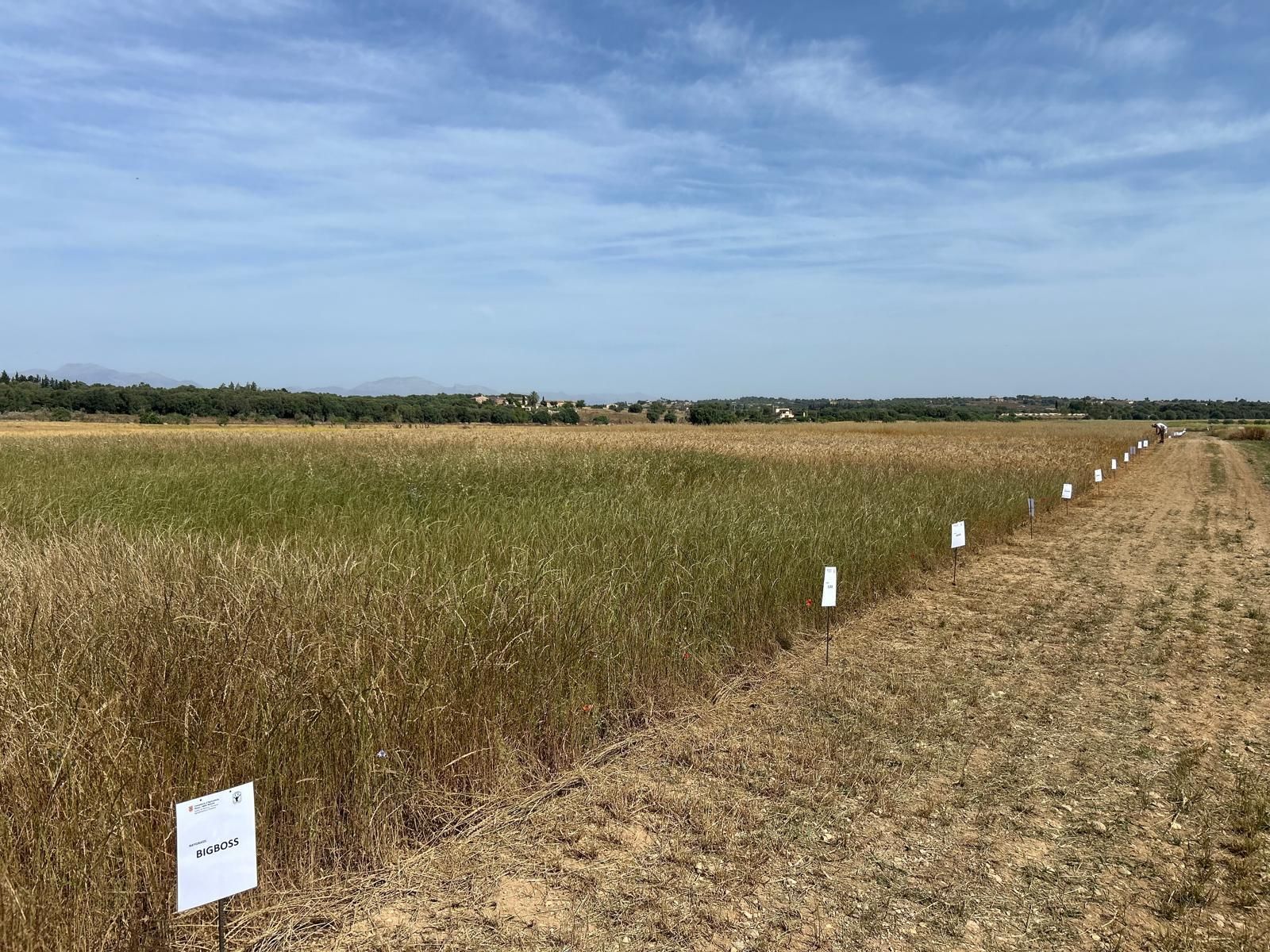 Agricultura | La jornada en el campo experimental de cereales en Maria de la Salut, en imágenes