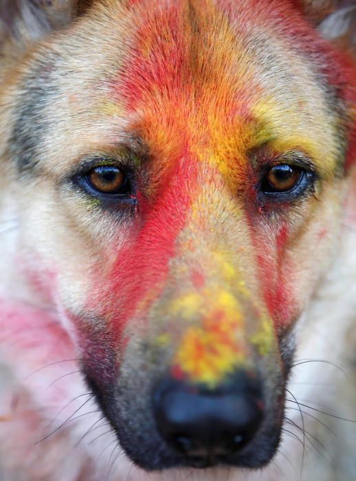 Nepal venera a los perros en el festival Tihar