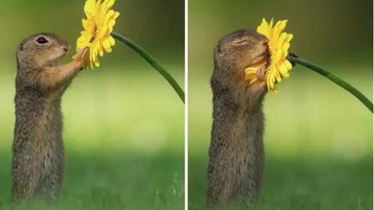 La misteriosa imagen viral de una ardilla: ¿disfrutando de una flor o persiguiendo un bocado?