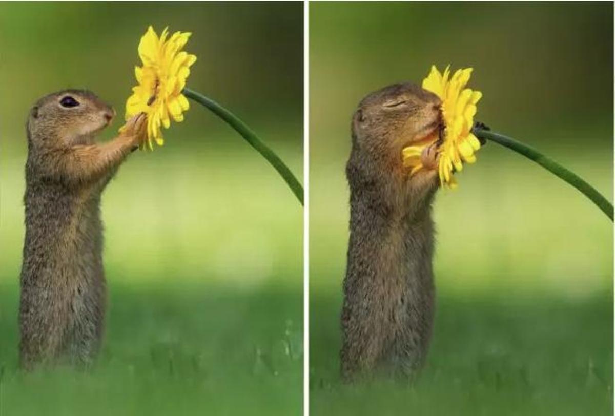 La misteriosa imagen viral de una ardilla: ¿disfrutando de una flor o persiguiendo un bocado? La misteriosa imagen viral de una ardilla: ¿disfrutando de una flor o persiguiendo un bocado?