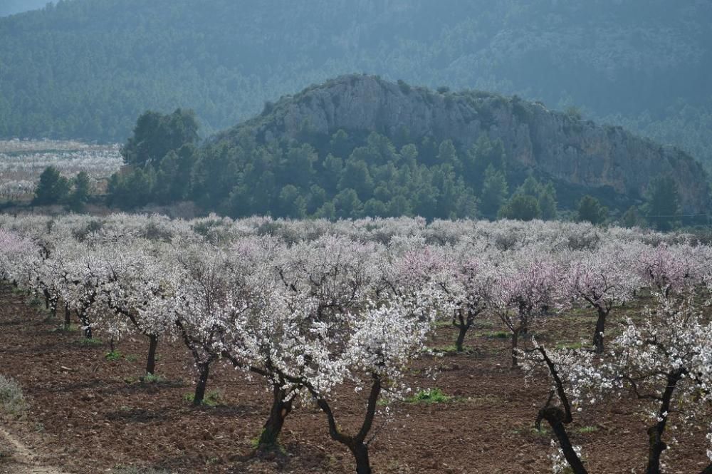 Y llegó la Floración, un manto de colores