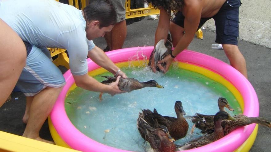 Un juez condena la suelta de patos de Port de Sagunt de 2012