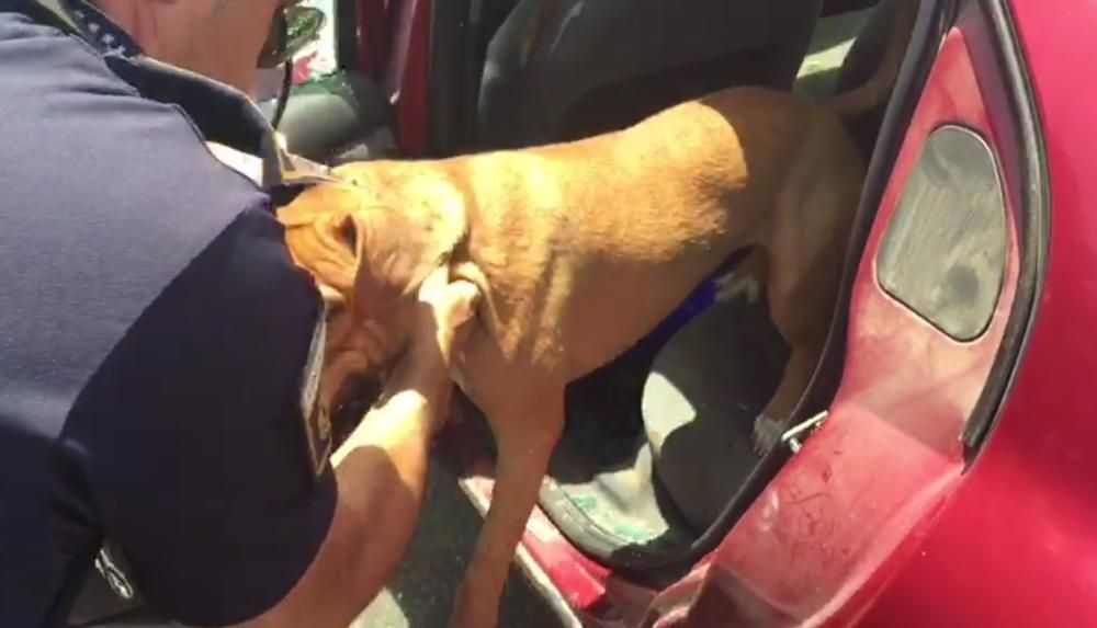 El perro rescatado en un coche estacionado al sol.