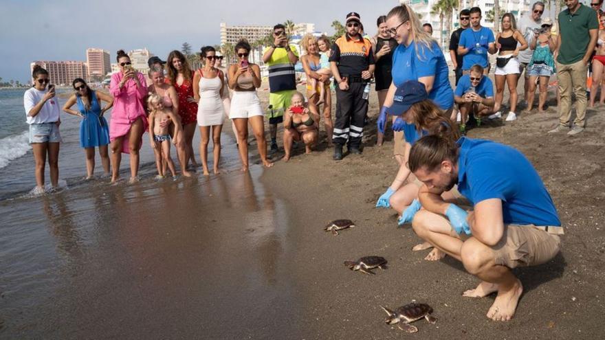 La Junta suelta las últimas tortugas nacidas en Marbella hace un año
