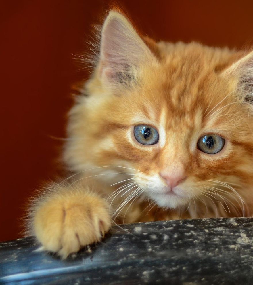 El arenero que cambiará tu vida (y la de tu gato): Cecotec lanza su modelo más completo y ¡ahora está rebajado!