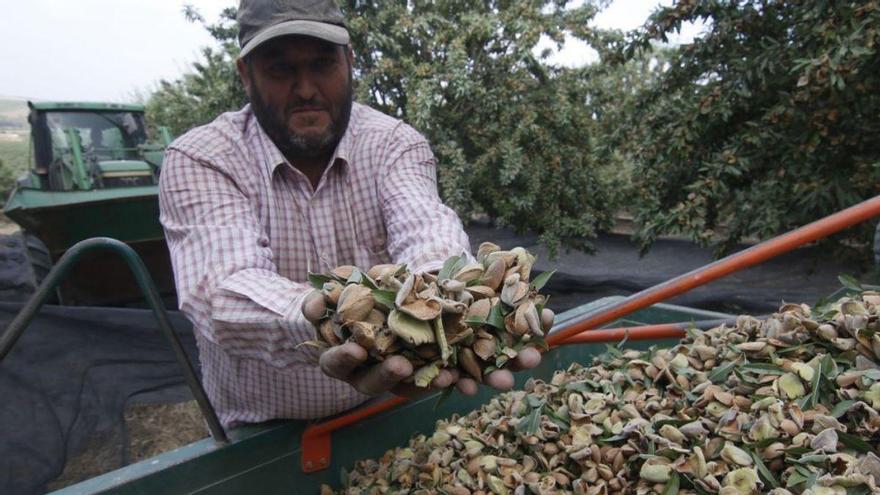 El &#039;boom&#039; de las almendras en Extremadura