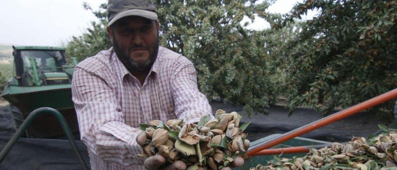 Un trabajador, durante la campaña de recolección de almendras del pasado año.