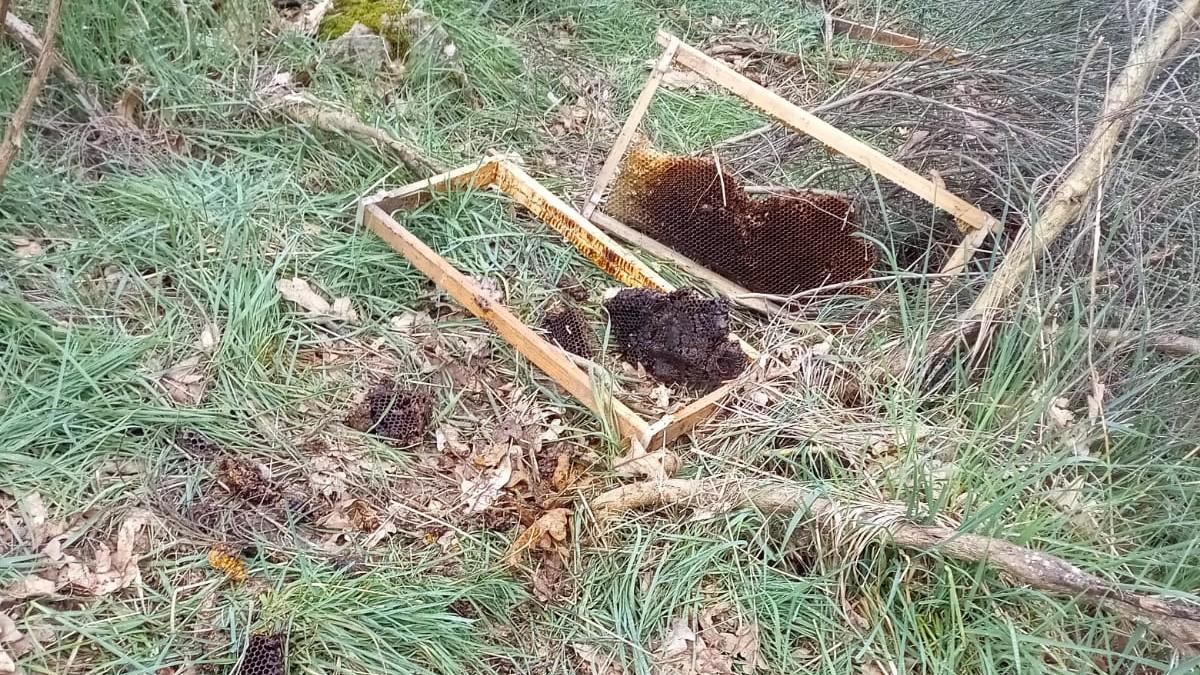 Colmenas dañadas en el ataque de oso en Porto.