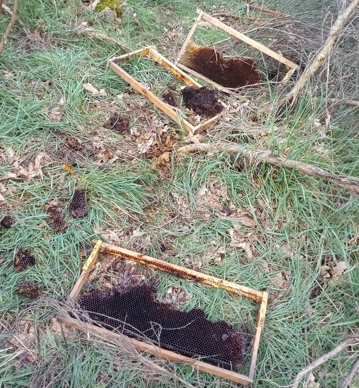 Colmenas dañadas en el ataque de oso en Porto.