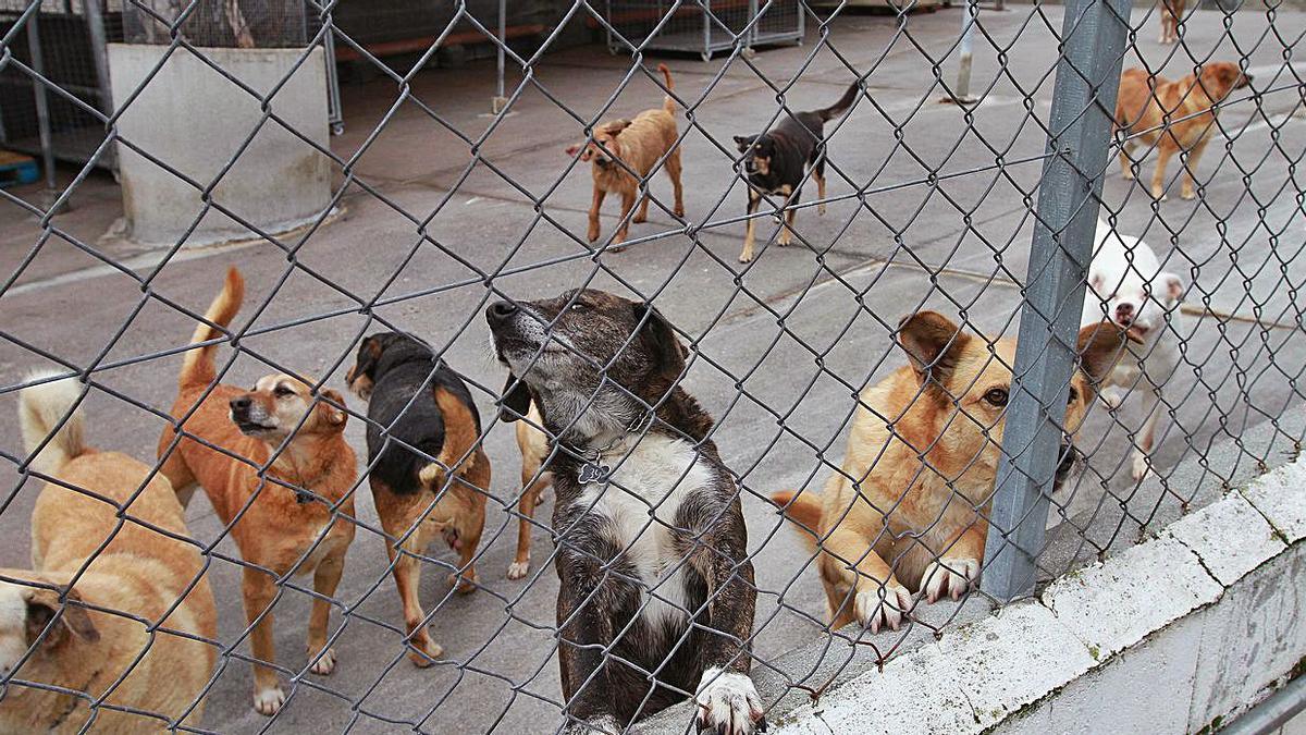 Canes, en una zona común del albergue municipal de animales. |   // IÑAKI OSORIO