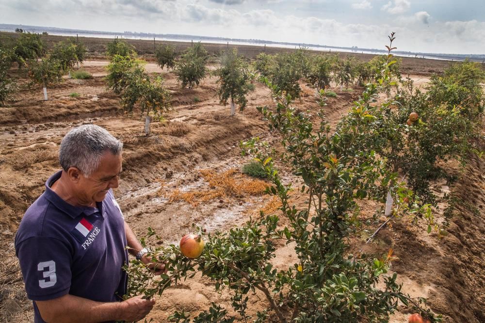 Una familia de agricultores de Elche escoge suelos torrevejenses para cultivar el fruto con denominación de origen