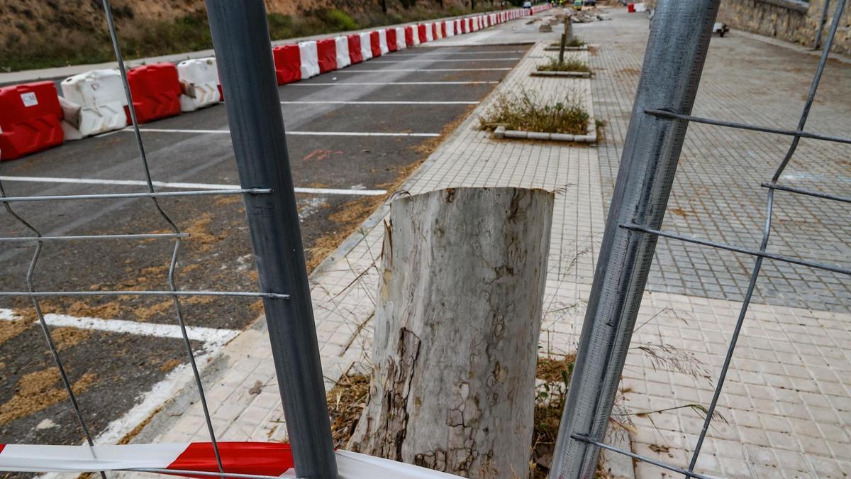 Guanyar Alcoi denuncia la tala de árboles maduros en el barrio de Batoi