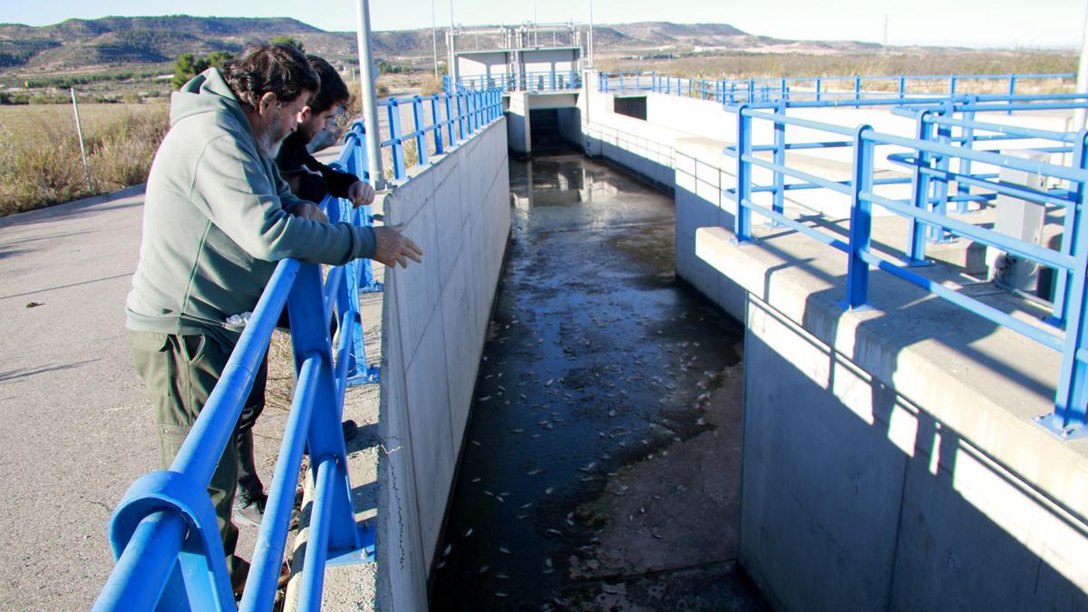 Denuncian la muerte de medio millar de peces en el canal Segarra-Garrigues a les Borges Blanques