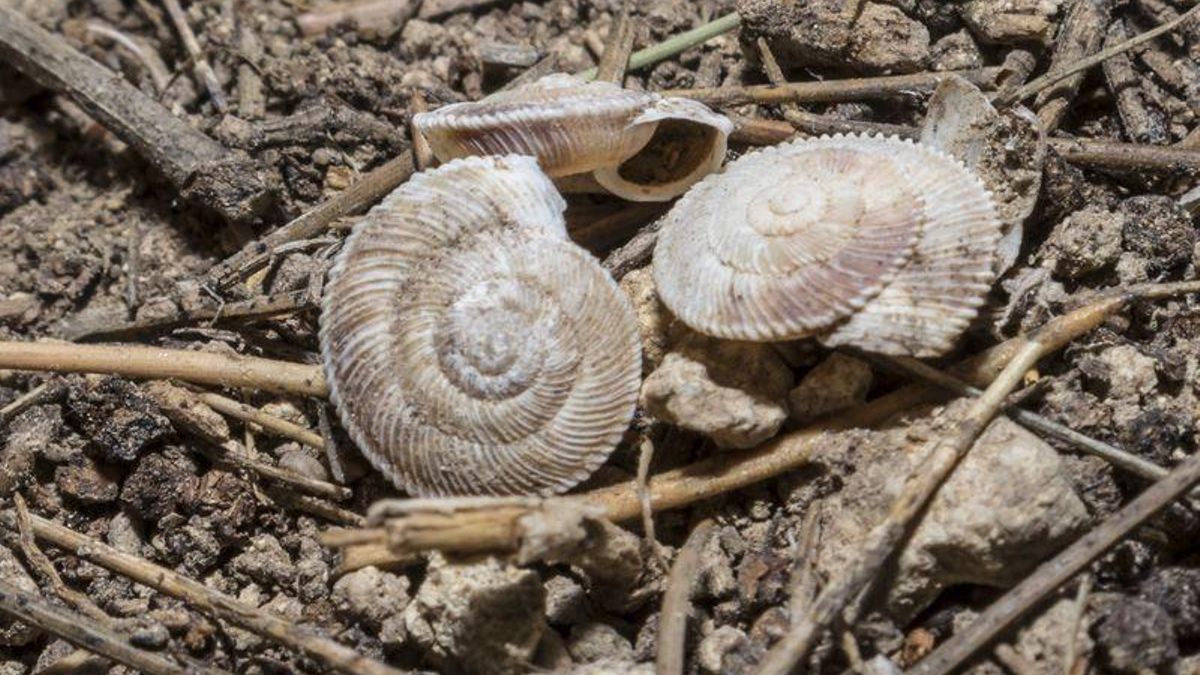 'Xerocrassa barceloi', nombre del caracol terrestre que se quiere proteger.