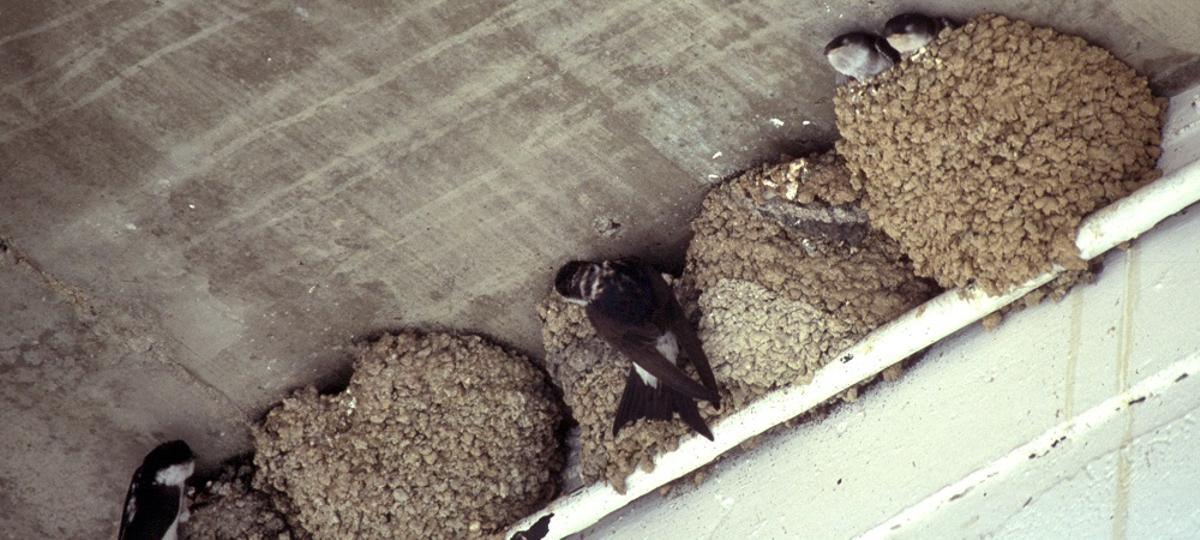 Golondrinas y aviones hacen nidos parecidos, también protegidos por la ley