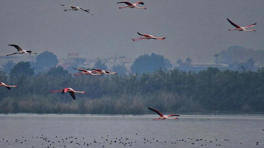 Una de las zonas húmedas incluidas en la Zona Especial de Protección para las Aves de El Hondo.