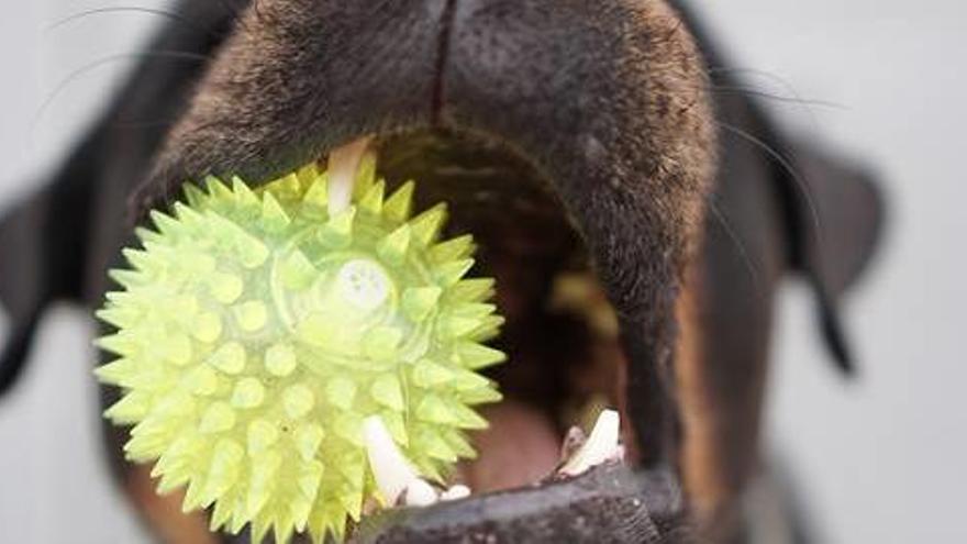 Un perro obsesionado con su juguete